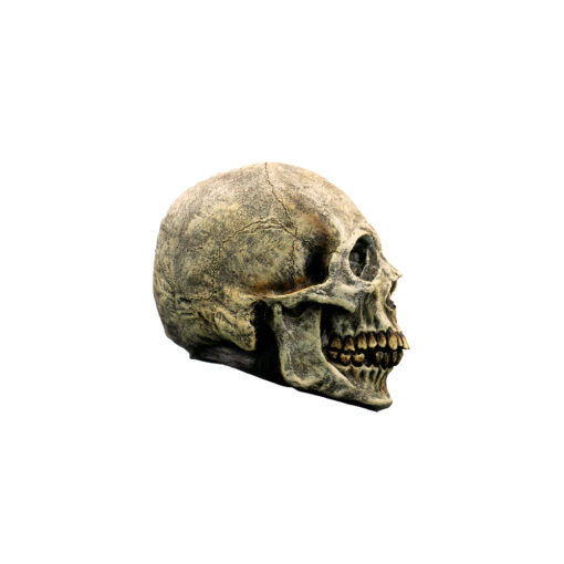 Skull Human