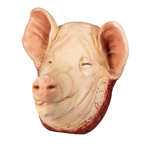 Pig head