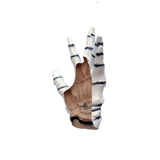 Junior Skeleton hands white