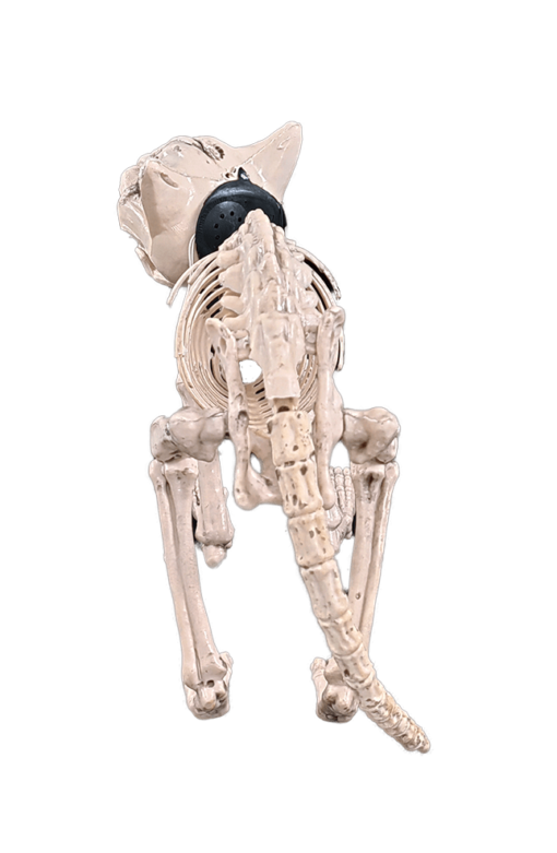 Animated cat skeleton