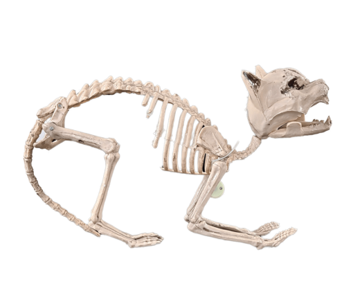 Animated cat skeleton