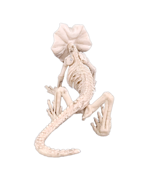 Lizard skeleton
