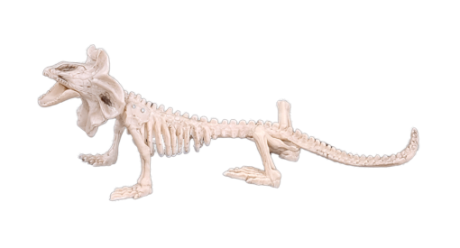 Lizard skeleton