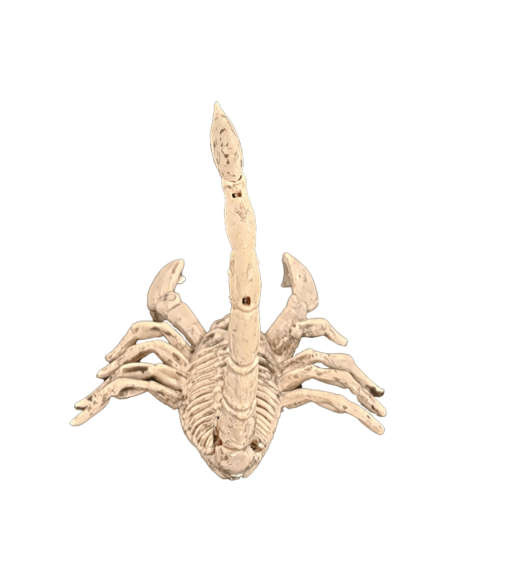 Scorpion skeleton