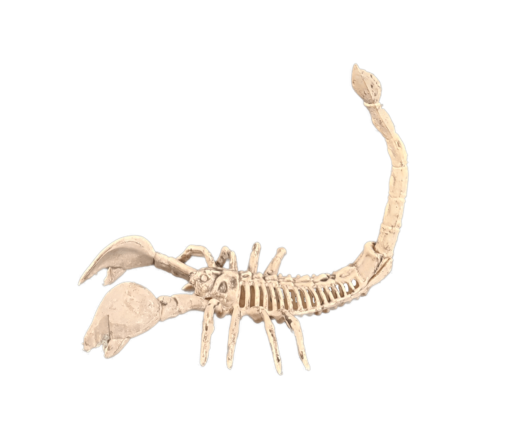 Scorpion skeleton