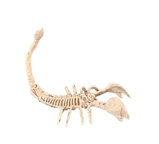 Scorpion skeleton