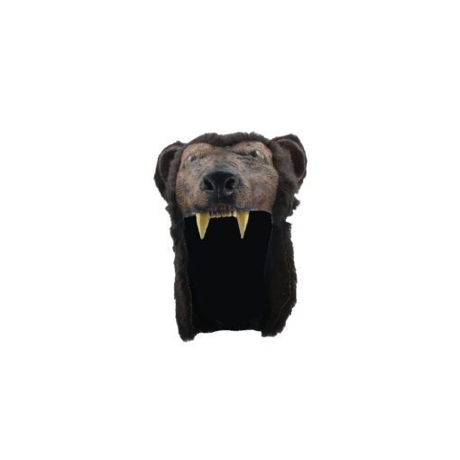 Casco de brown bear